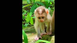 07-20-25 Monkey Discovery 014