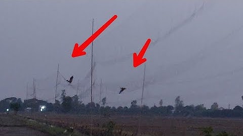 Thổi Lưới Vạc 10/04/2022 - Bến Củ Chim Mới