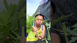 Lalapan Batang Pepaya Langsung Di Pohonnya mukbang