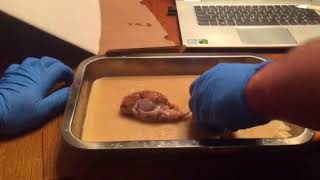 Sheep brain dissection pt 2