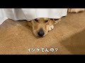 ケンカしてギクシャクしても寝る時は布団に入ってくるゴールデンレトリバーベンツ。