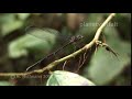 Libelle im Regenwald am Mount Kinabalu, Borneo Dragonfly