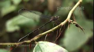 Libelle im Regenwald am Mount Kinabalu, Borneo Dragonfly