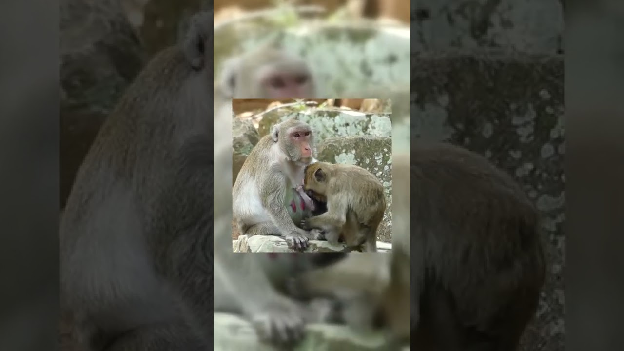 Monkey Story 