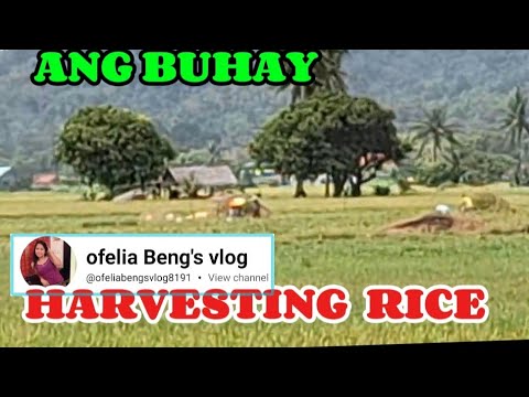#4k GANITO ANG BUHAY SA PROBENSYA #harvesting TIME