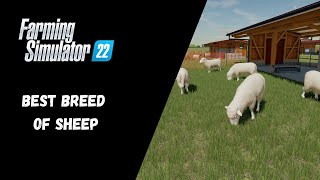 FS22 - Best Breed Of Sheep - Farming Simulator 22
