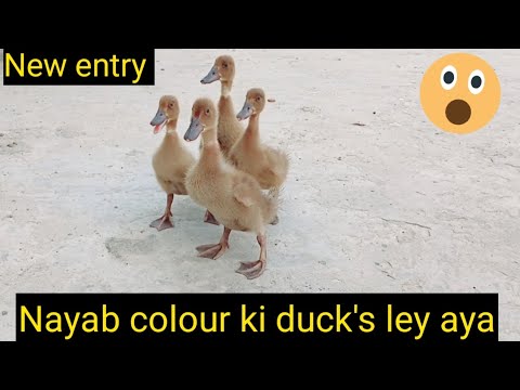 Unique colour ki duck's setup pey a gain - YouTube
