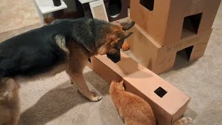 Teamwork makes the dream work