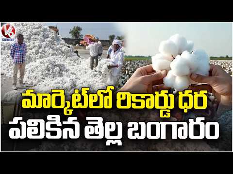 Cotton Prices at Record Levels, Farmers Received Better Returns | V6 News - V6NEWSTELUGU