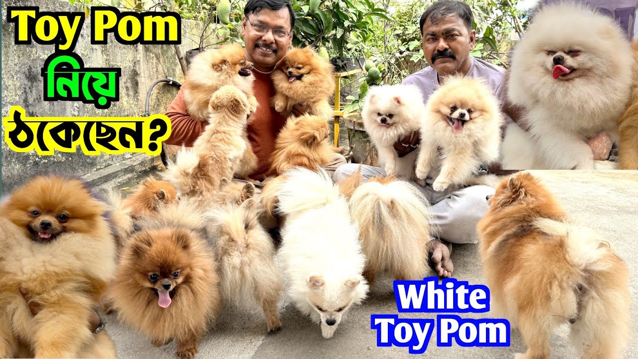 White Toy Pom Puppies in Belur. Best Toy Pom Dog Kennel in Kolkata. Kolkata Dog Market.