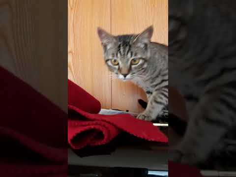 ピアノレッスン中　猫が乱入⁉️