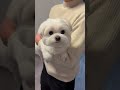心のドラゴン