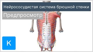 Нейрососудистая система брюшной стенки (предпросмотр) - Анатомия человека | Kenhub