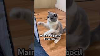 Haghia Makin Petakilan cutrkitten bsh anabul kucingkesayangan finleyfamily