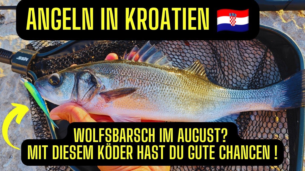 Endlich Wolfsbarsch! Angeln in Kroatien! Es klappt auch im August!