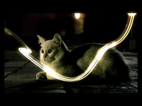 City Lights أضواء المدينة 