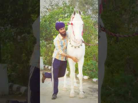 🫶🏻🐎🌸❤️