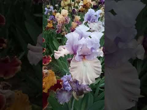 Цветение ирисов в