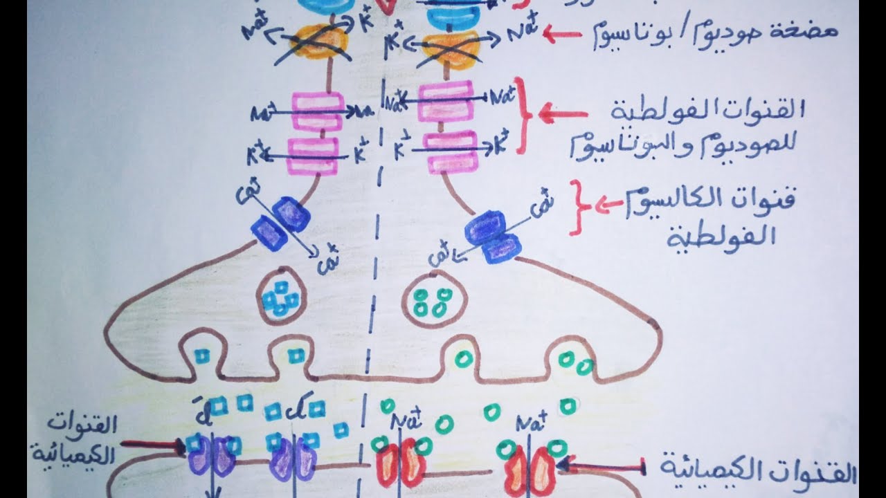 الاتصال العصبي/ حوصلة حول البروتينات المتدخلة في النقل العصبي_باك2021_شعبةعلوم تجريبية.