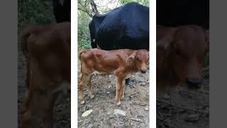 Vaca lechera de PRIMER  parto! :)