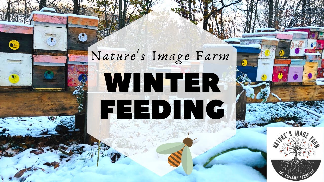 КОРМЛЕНИЕ ПЧЕЛ ЗИМОЙ методом «Горный лагерь»