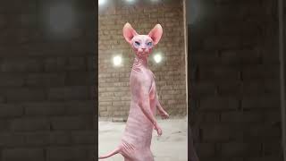 Ka Dance Ka Ka Mata Ka Arth