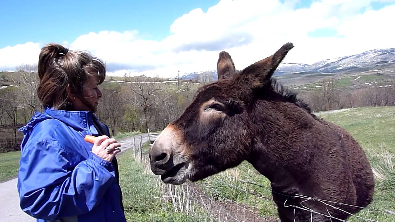 Cadichon chante à Corinne pour avoir une carotte