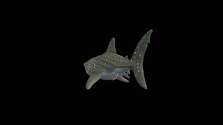 Low Poly Stylized Exotic Green Shark - Animal 3D Model | Game Asset Showcase