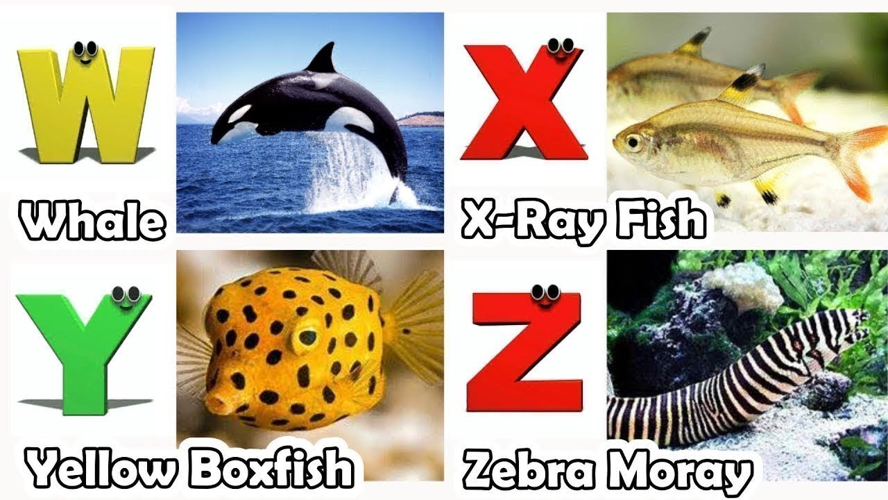 ABC Song | Sea Animals ABC Song | Phonics for Kids, Learn ABC, Baby Alphabet Letters