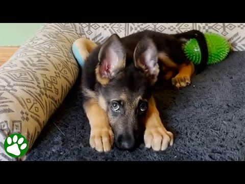 Video: Vyvýšený kočkami, tento hloupý Husky nemůže vyčíst, jak být psem