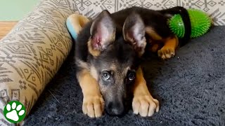 You can tell this homeless puppy was raised by cats