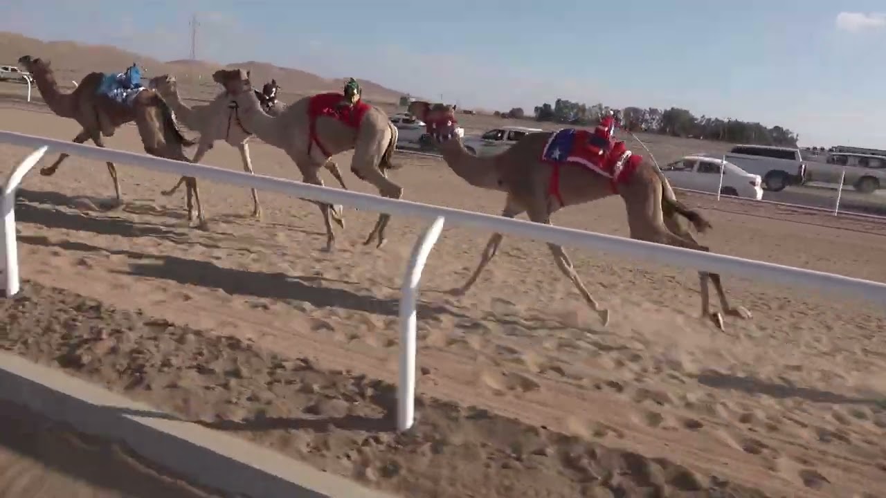 ٦- الزعيم لـ عبدالعزيز عواد السعيدات العطوي