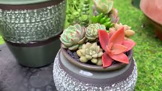 Tripple Succulent Arrangements