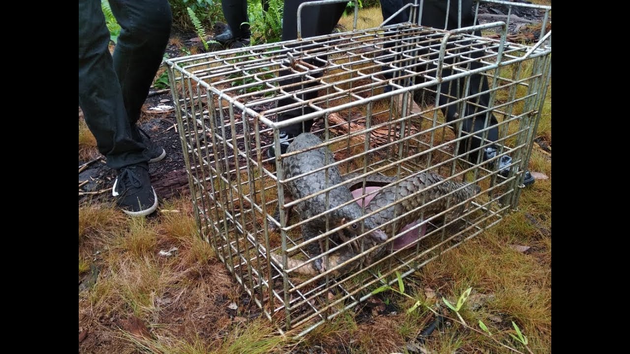 Horeee, Dua Ekor Trenggiling Dilepasliarkan