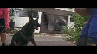 Working Line GSD Testing Bite