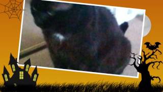 Guys this is just my cat don't worry😂 sorry if you see my mums butt