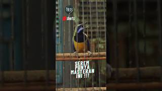 ROLL KUNTI CUCAK CUNGKOK