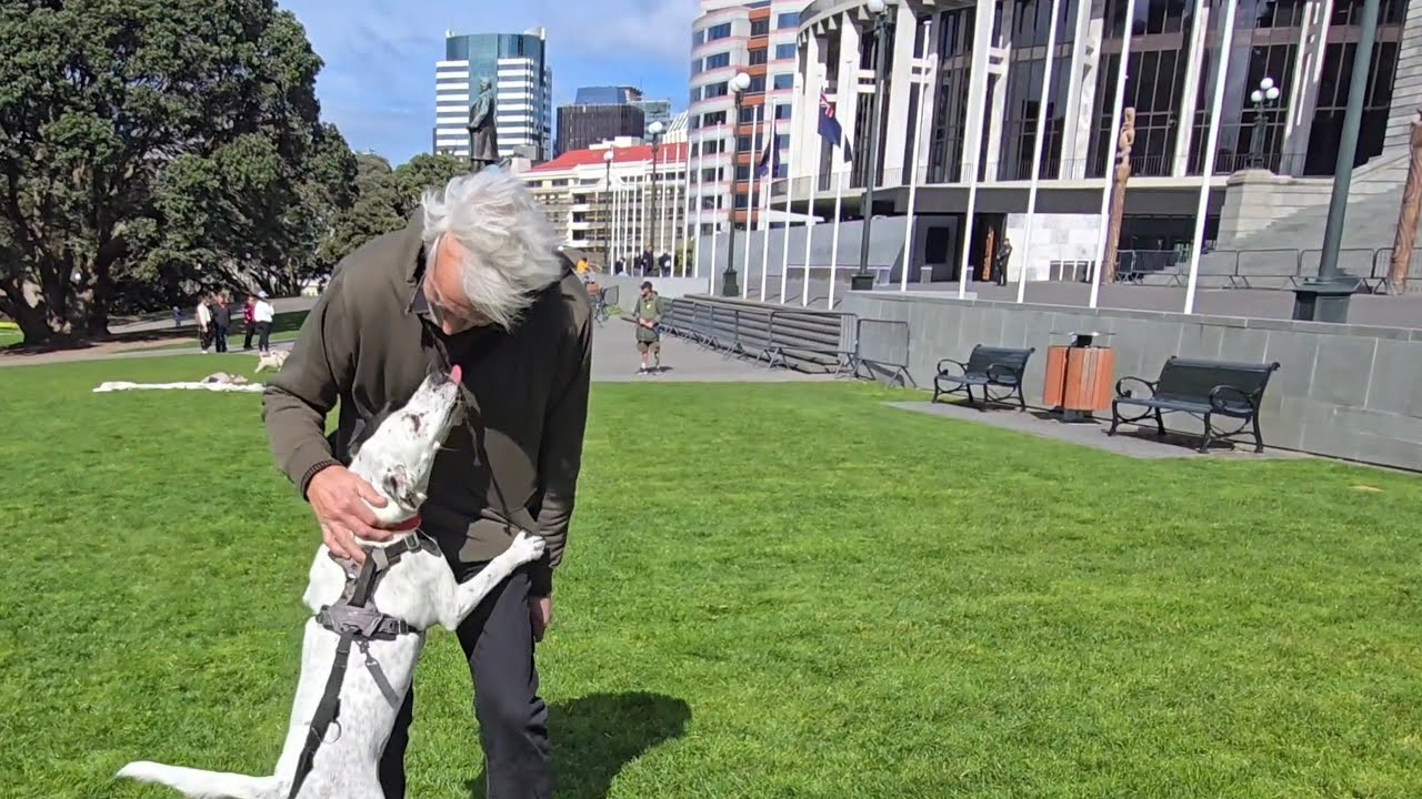 DND Dog Walk 255 Parliament Gardens