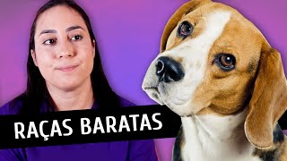 8 RAÇAS DE CACHORRO MAIS BARATAS!