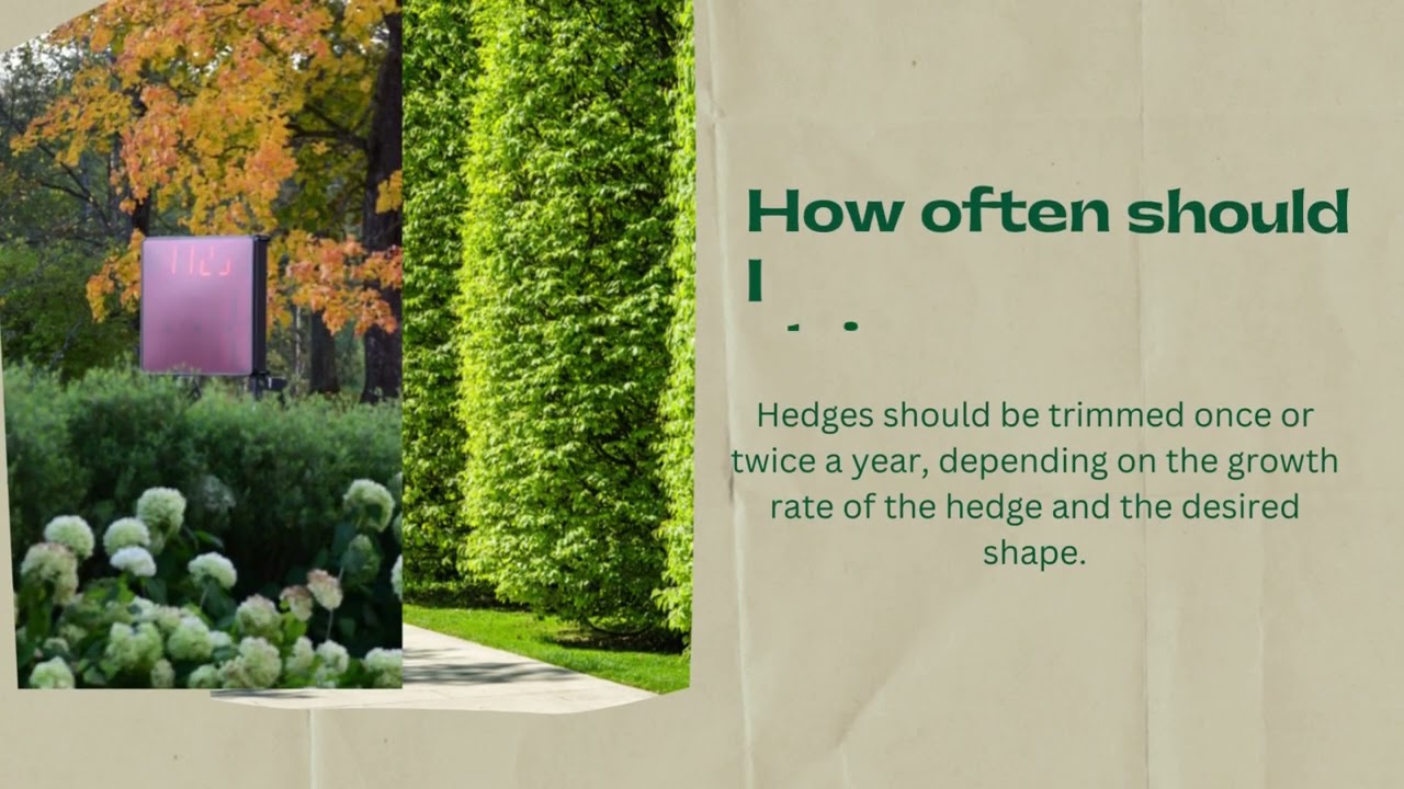 Hedge Trimming Essentials