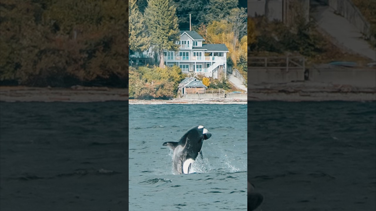 Киты и косатки в Ванкувере, Канада!