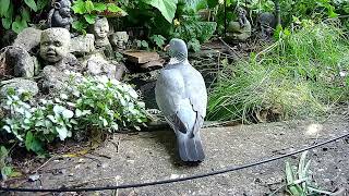 English Garden: Birdbath Cam #birdcam #birdbath #birdsong #englishgarden