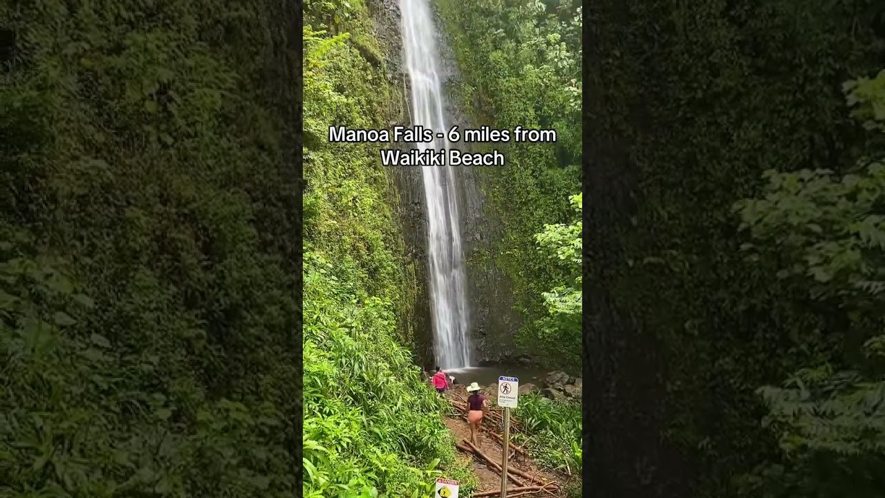 Manoa Falls - Oahu, Easy Hike For The Family