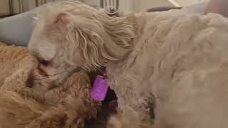 Looking The Mayras Tummy