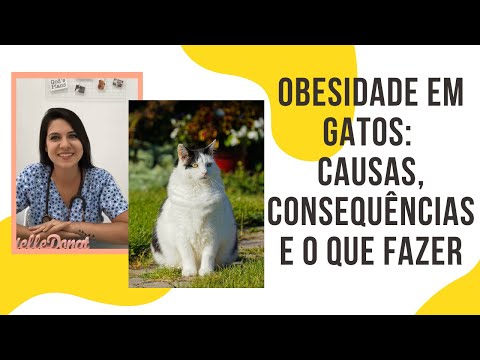 Vídeo: Obesidade Em Gatos