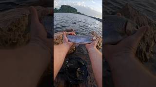 Rainbow Trout. #Trout #RainbowTrout #TheRealTŵmBoii #TŵmCurtisPhotography #Fishing #Rapala