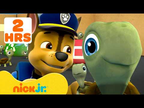 Patrulha Canina | Momentos Incríveis com Tartarugas da Patrulha Canina! 🐢 | 2 Horas | Nick Jr.