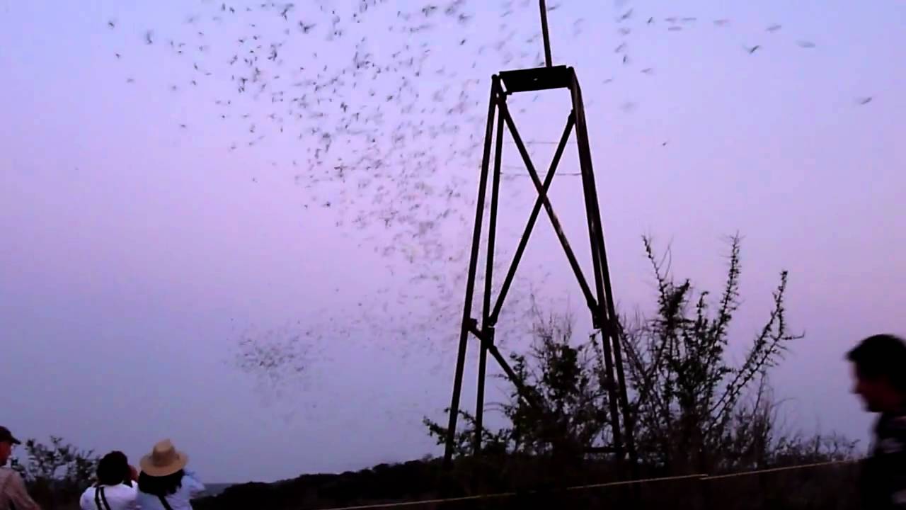 Brazilian Free-tailed Bats