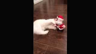 White Cat Steals Santa Benny Hill On Christmas