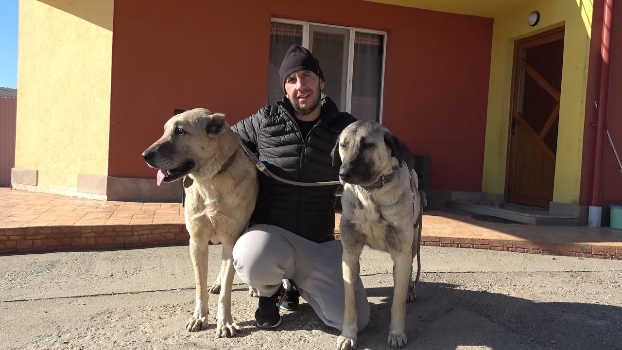 Prezentarea cainelui ciobanesc Kangal cu Florin de la Valea Fanatelor, Cluj -  2024 Nou!!!